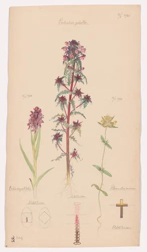Dactylorhiza incarnata (Early Marsh-Orchid), Pedicularis palustris (European Purple Lousewort), Rhinanthus minor (Little Yellow Rattle). Sheet 45 from the portfolio Nature Studies by Hilma af Klint, drawing, 1920