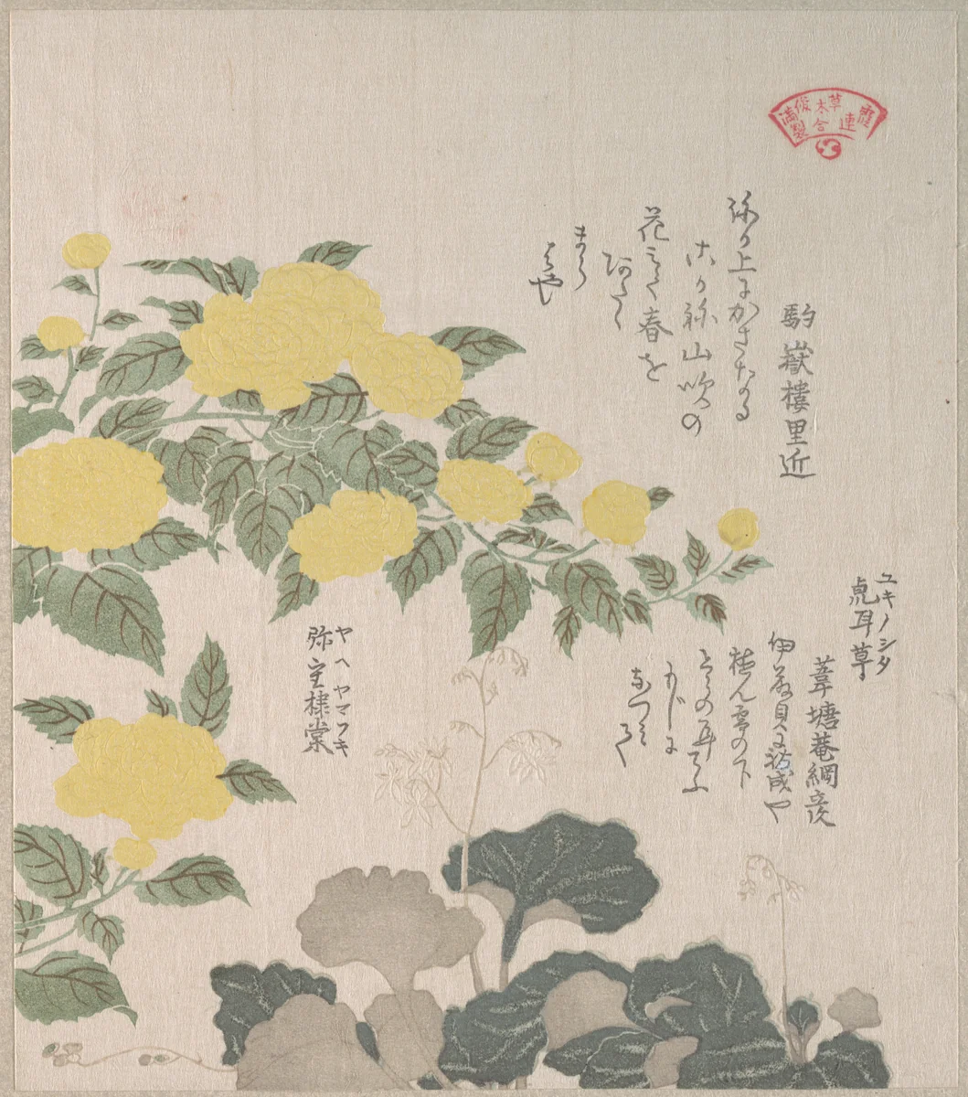 Corchorus (or Yellow Rose) and Creeping Saxifrage by Kubo Shunman (窪俊満), print, 1800-1899