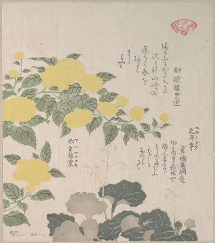Corchorus (or Yellow Rose) and Creeping Saxifrage by Kubo Shunman (窪俊満), print, 1800-1899