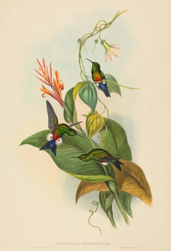 Eriocnemis cupreiventris (Coppery-vented Puff-Leg) by John Gould, print, 1804-1881