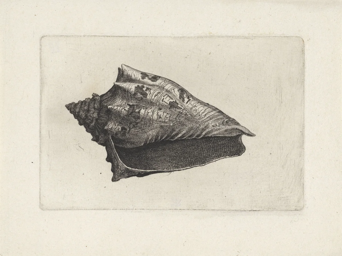 Schelp, voluta ebraea by Wenceslaus Hollar, print, 1644-1652