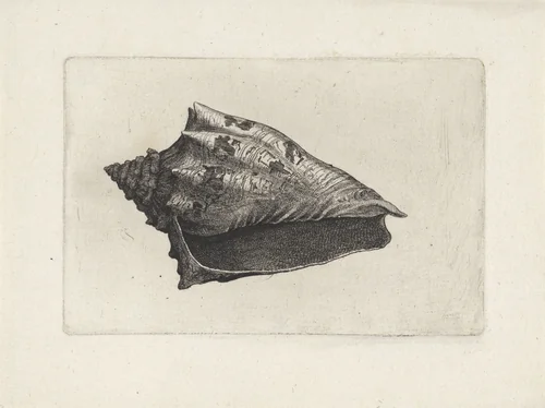 Schelp, voluta ebraea by Wenceslaus Hollar, print, 1644-1652