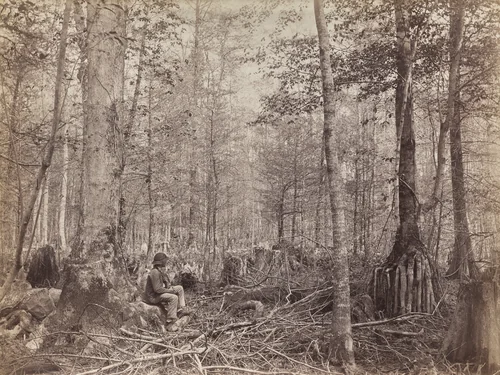 Great Dismal Swamp, Virginia by Israel Cook Russell, photograph, 1867-1890