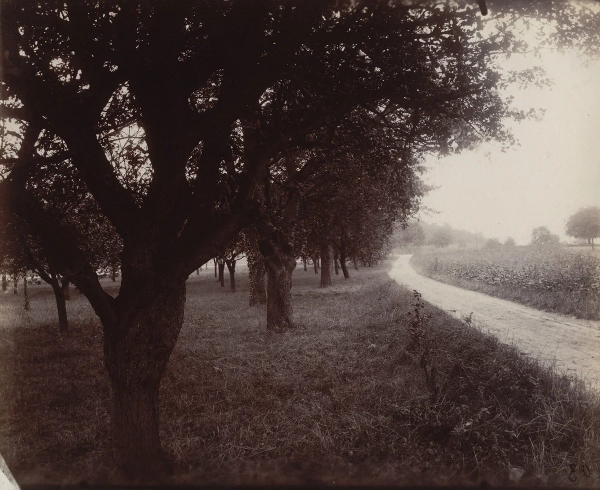Pommiers by Eugène Atget, photograph, 1923