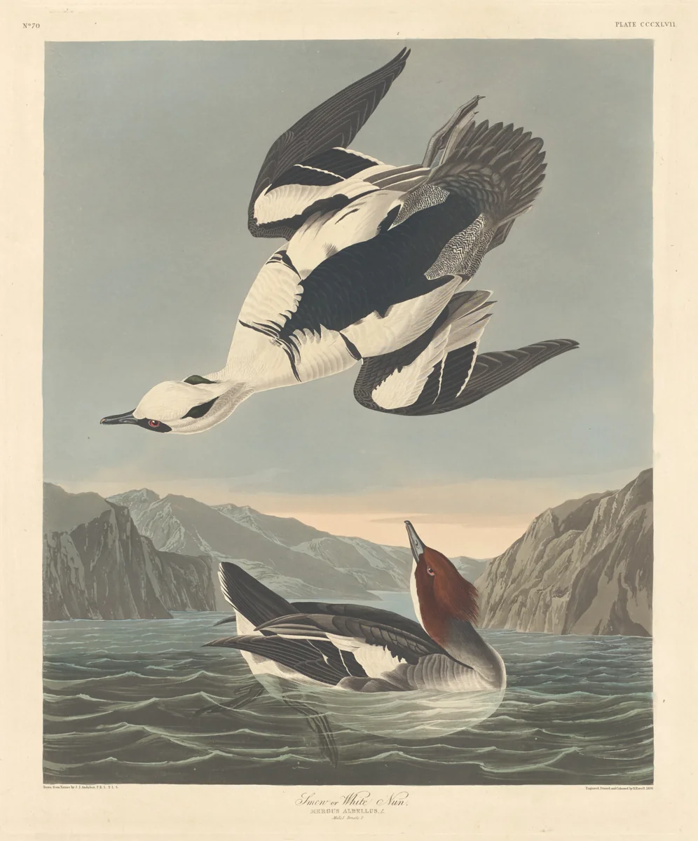 Smew or White Nun by Robert Havell, Jr.; John James Audubon, print, 1836