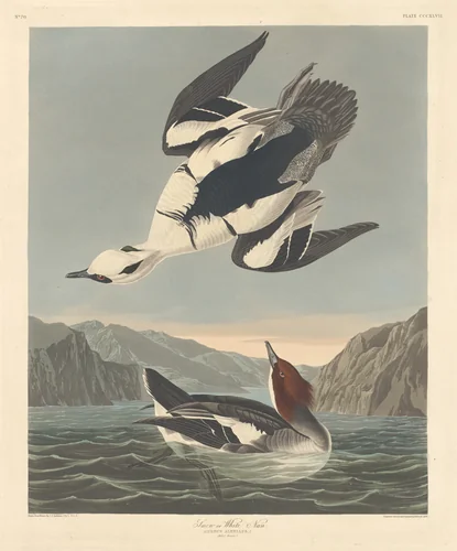 Smew or White Nun by Robert Havell, Jr.; John James Audubon, print, 1836