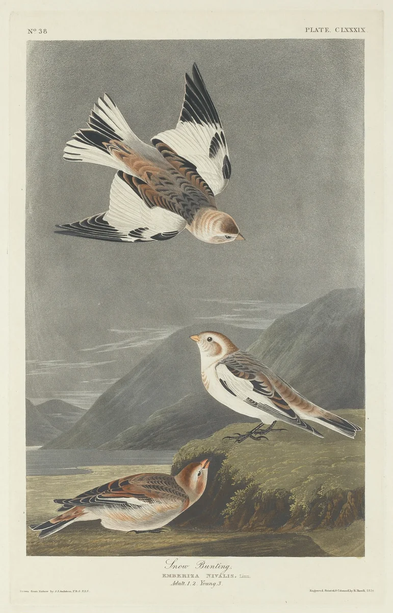 Snow Bunting by Robert Havell, Jr.; John James Audubon, print, 1834