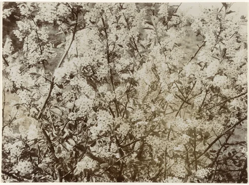 Amandelbloesem by Richard Tepe, photograph, 1900-1940