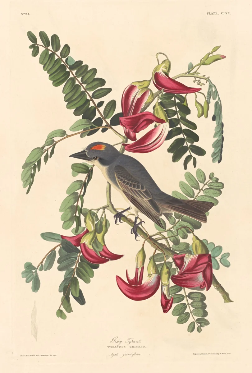 Gray Tyrant by Robert Havell, Jr.; John James Audubon, print, 1833
