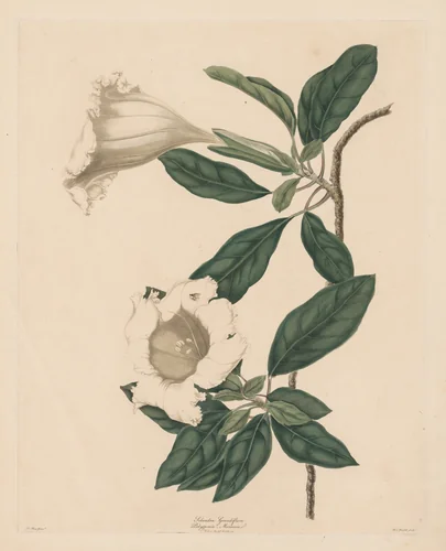 Chalice Vine by Maria Catharina Prestel, print, 1790