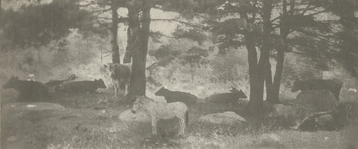 Pathos of the Jackass by Gertrude Käsebier, photograph, 1912