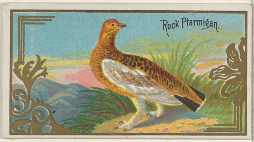 Rock Ptarmigan, from the Game Birds series (N13) for Allen & Ginter Cigarettes Brands by Allen & Ginter, print, 1889