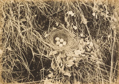 Yellowhammer Nest with Eggs by Richard Tepe, photograph, 1900-1909