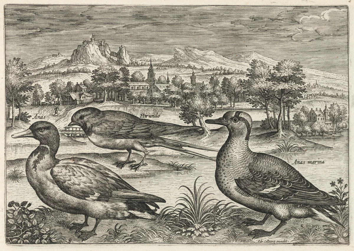 Mallard, Duck, and Swallow by Adriaen Collaert, print, 1595-1605