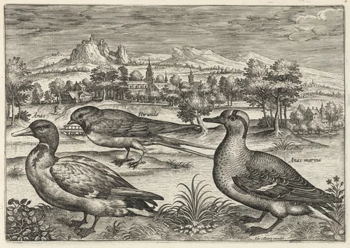 Mallard, Duck, and Swallow by Adriaen Collaert, print, 1595-1605