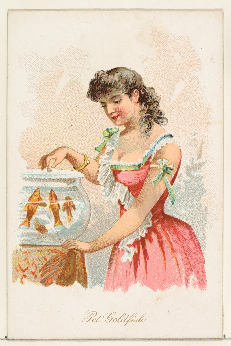 Pet Goldfish, from the Household Pets series (N194) issued by Wm. S. Kimball & Co. by William S. Kimball & Company, print, 1891