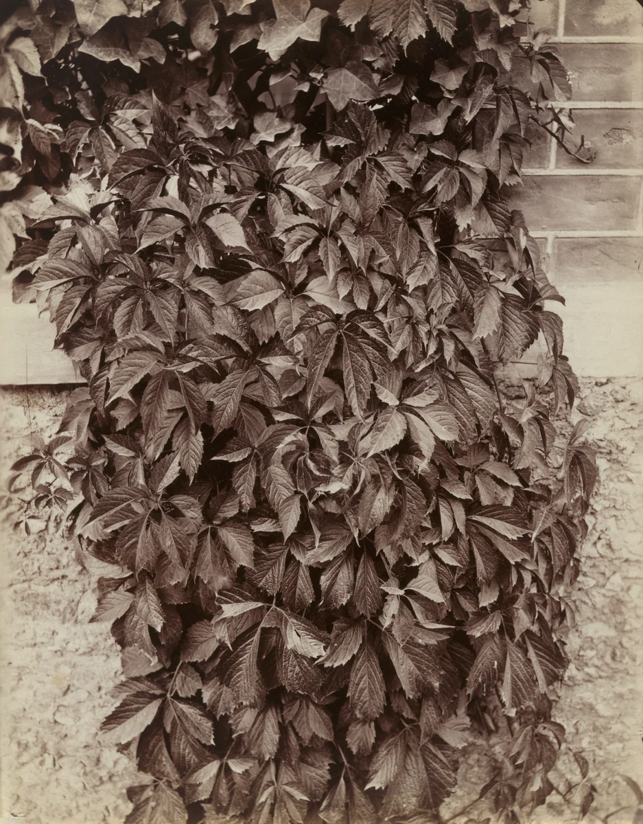 Vigne vierge by Eugène Atget, photograph, 1900