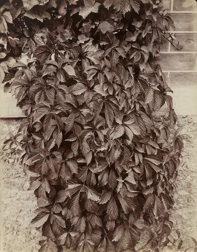 Vigne vierge by Eugène Atget, photograph, 1900