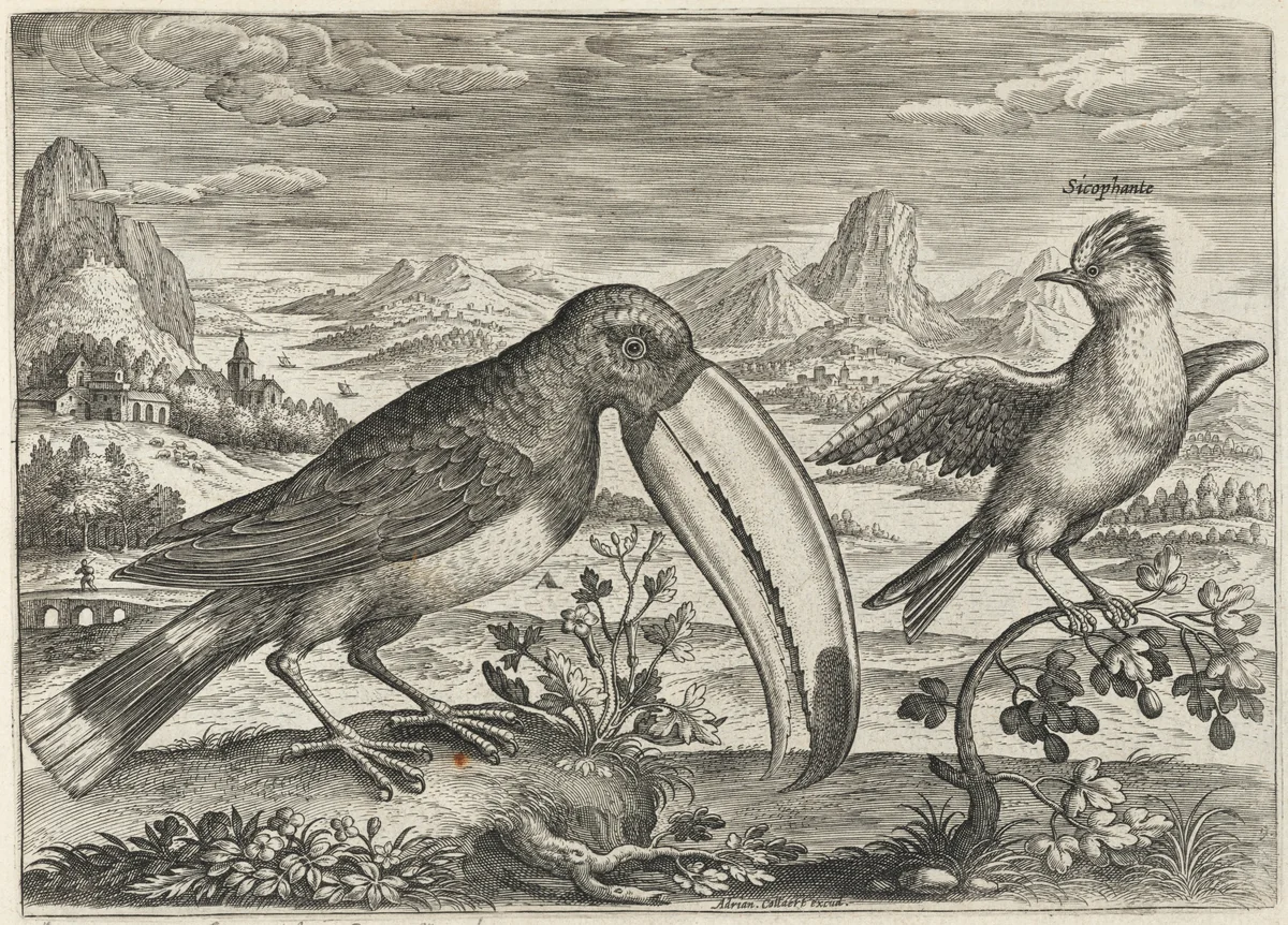 Toucan and Another Tropical Bird by Adriaen Collaert, print, 1595-1605