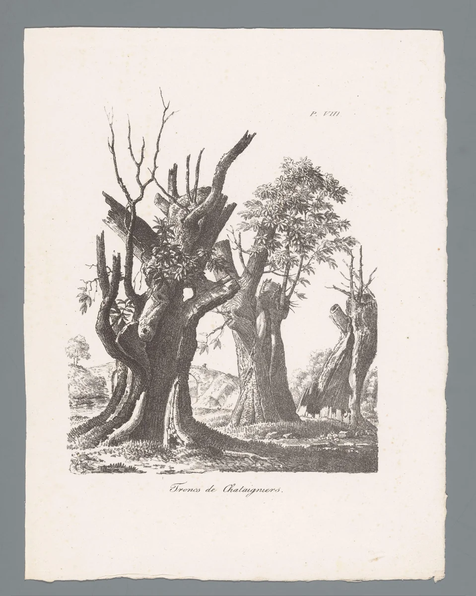 Drie stobben van kastanjes by J. Bernard, print, 1820-1833