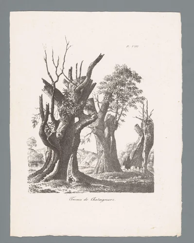 Drie stobben van kastanjes by J. Bernard, print, 1820-1833