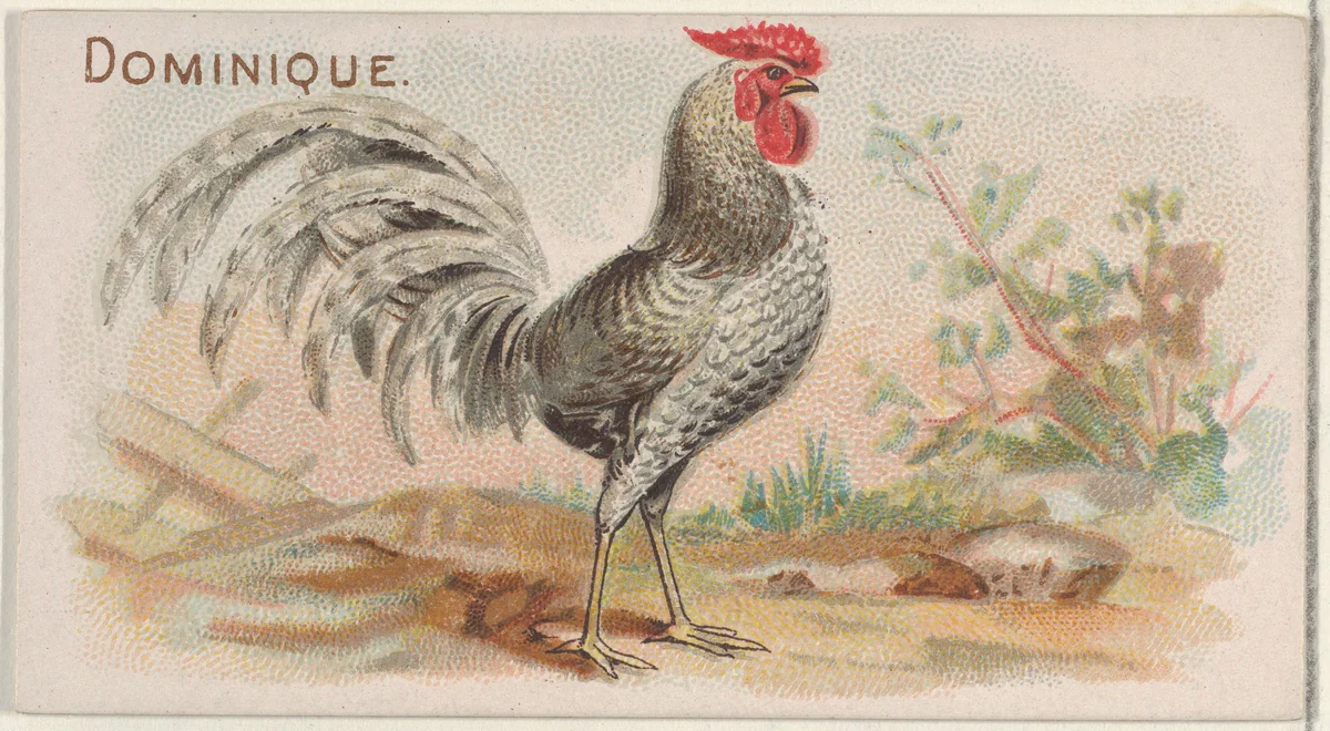 Dominique, from the Prize and Game Chickens series (N20) for Allen & Ginter Cigarettes by Allen & Ginter, print, 1891