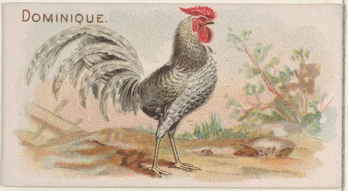 Dominique, from the Prize and Game Chickens series (N20) for Allen & Ginter Cigarettes by Allen & Ginter, print, 1891