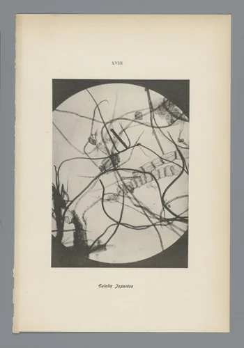 Microfoto’s van papiervezels by anonymous, photograph, 1900