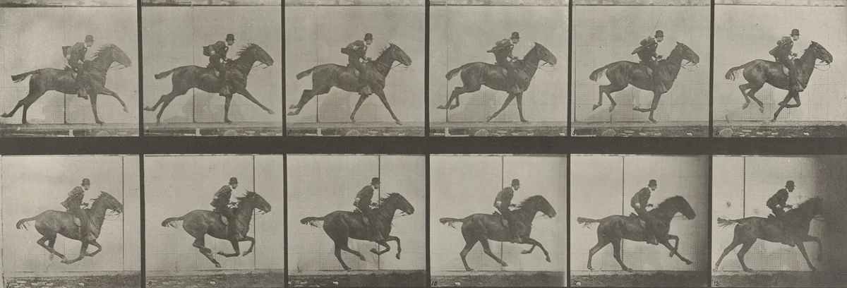 "Daisy" Galloping, Saddled: Plate 624 from Animal Locomotion (1887) by Eadweard Muybridge, photograph, 1884