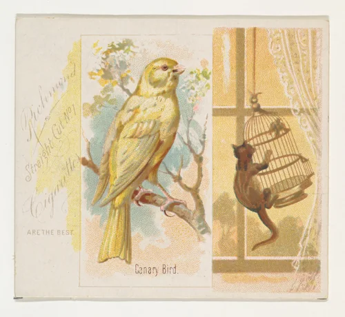 Canary Bird, from the Song Birds of the World series (N42) for Allen & Ginter Cigarettes by Allen & Ginter, print, 1890