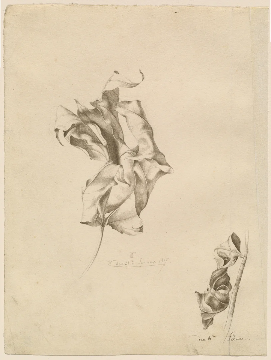 Shriveled Leaves by Friedrich Olivier, drawing, 1817