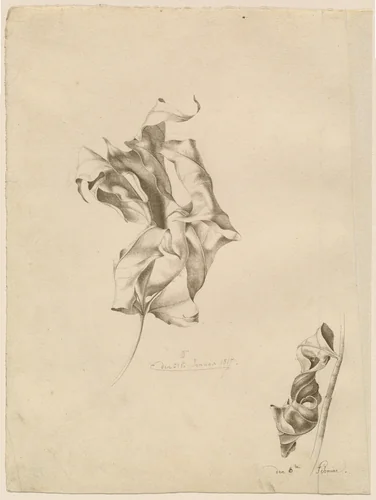 Shriveled Leaves by Friedrich Olivier, drawing, 1817
