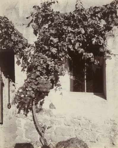 Vignes by Eugène Atget, photograph, 1921