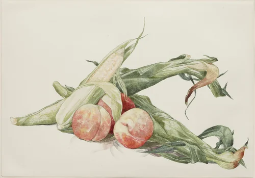 Corn and Peaches by Charles Demuth, drawing, 1929