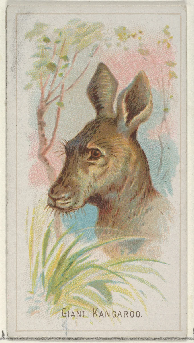Giant Kangaroo, from the Wild Animals of the World series (N25) for Allen & Ginter Cigarettes by Allen & Ginter, print, 1888