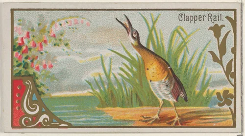 Clapper Rail, from the Game Birds series (N13) for Allen & Ginter Cigarettes Brands by Allen & Ginter, print, 1889