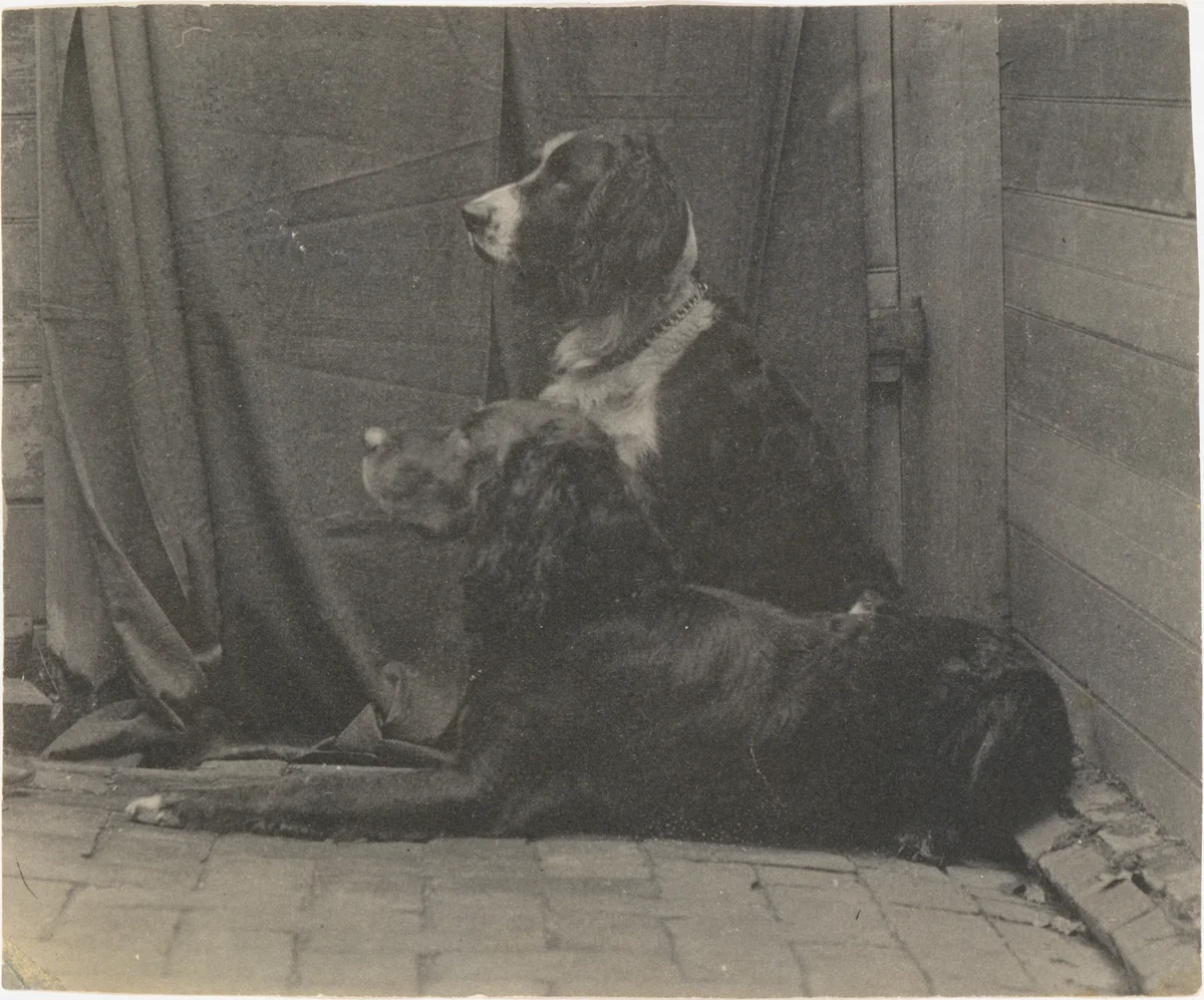 [Thomas Eakins's Dog Harry and Another Setter] by Thomas Eakins, photograph, 1880-1889