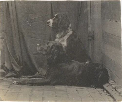 [Thomas Eakins's Dog Harry and Another Setter] by Thomas Eakins, photograph, 1880-1889