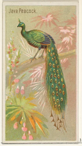 Java Peacock, from the Birds of the Tropics series (N5) for Allen & Ginter Cigarettes Brands by Allen & Ginter, print, 1889