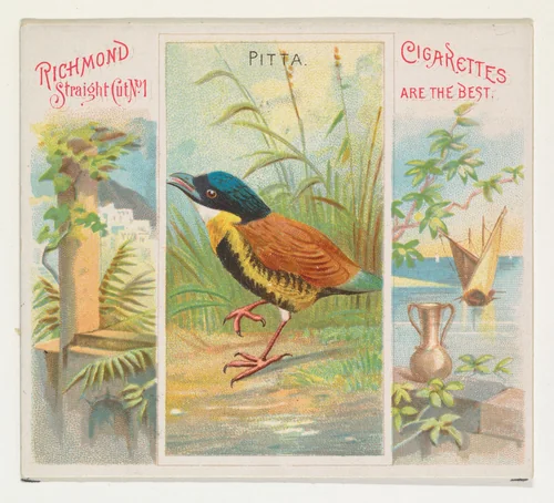 Pitta, from Birds of the Tropics series (N38) for Allen & Ginter Cigarettes by Allen & Ginter, print, 1889