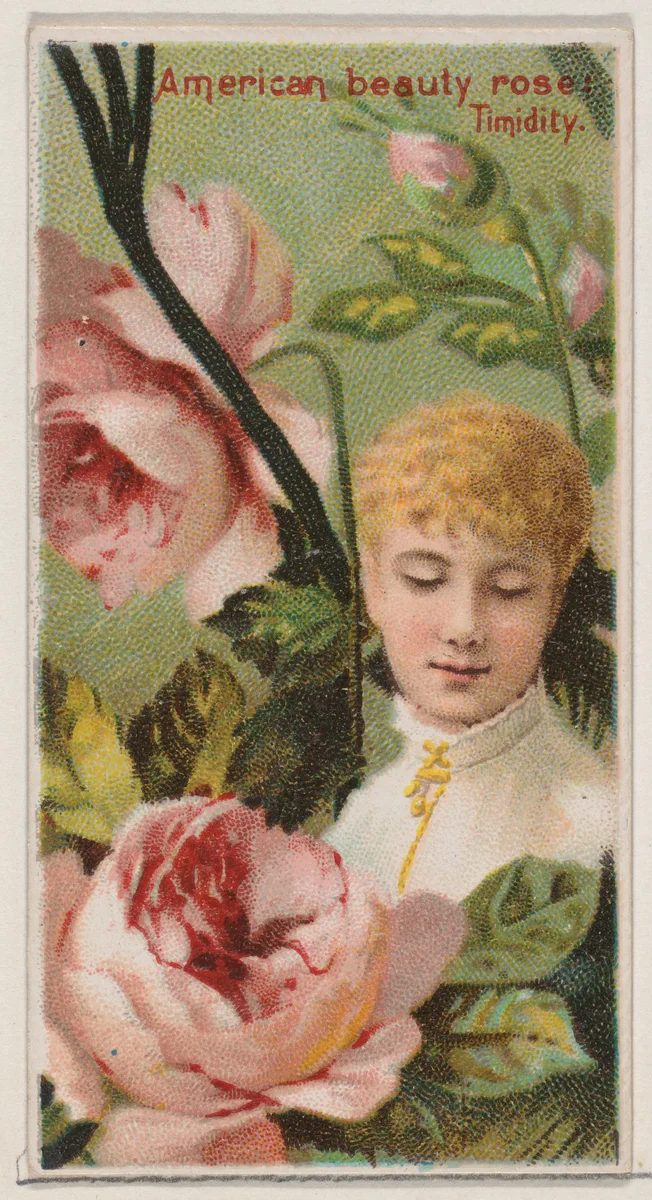 American Beauty Rose: Timidity, from the series Floral Beauties and Language of Flowers (N75) for Duke brand cigarettes by American Tobacco Company, print, 1892