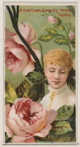 American Beauty Rose: Timidity, from the series Floral Beauties and Language of Flowers (N75) for Duke brand cigarettes by American Tobacco Company, print, 1892