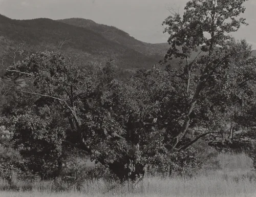 The Maple Tree by Alfred Stieglitz, photograph, 1922-1926