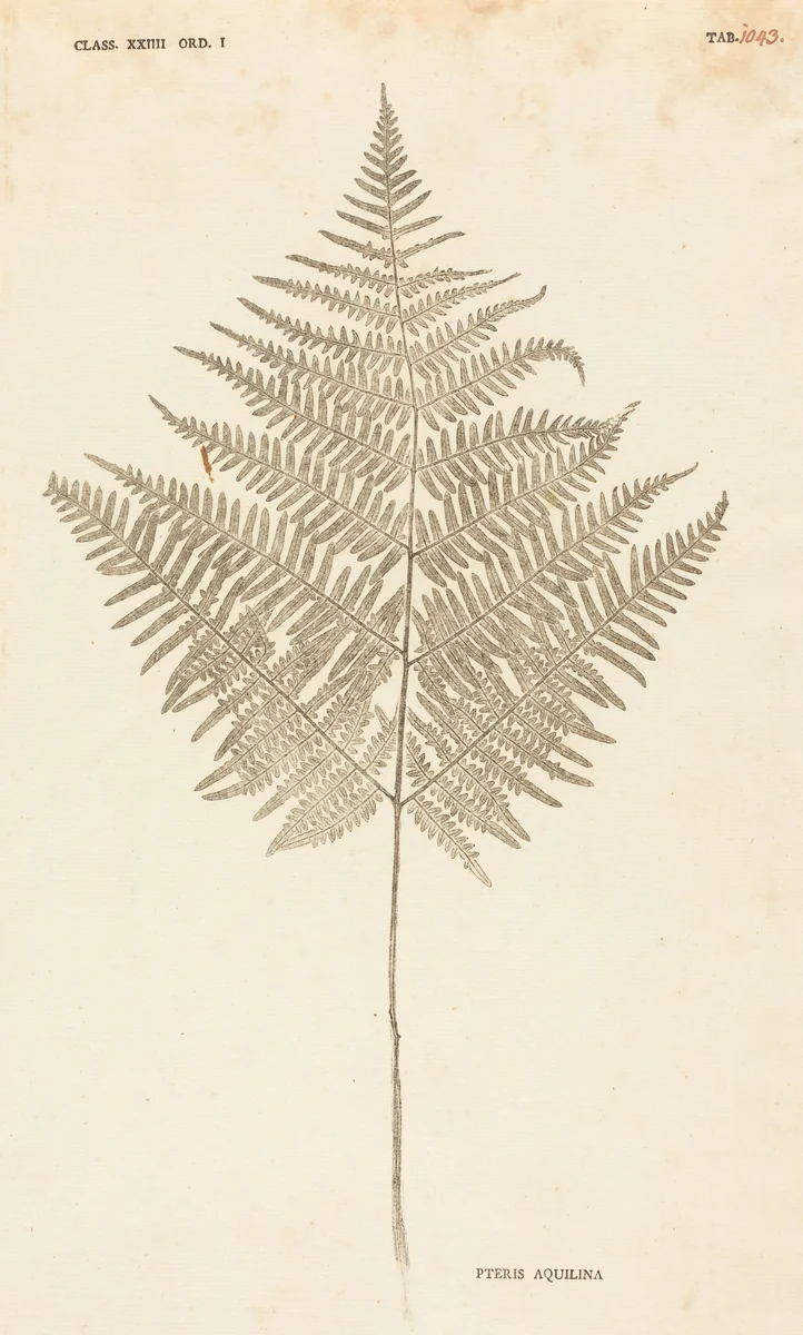 Pteris Aquilina by Johann Hieronymus Kniphof, print, 1757-1764