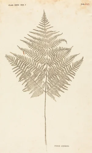 Pteris Aquilina by Johann Hieronymus Kniphof, print, 1757-1764