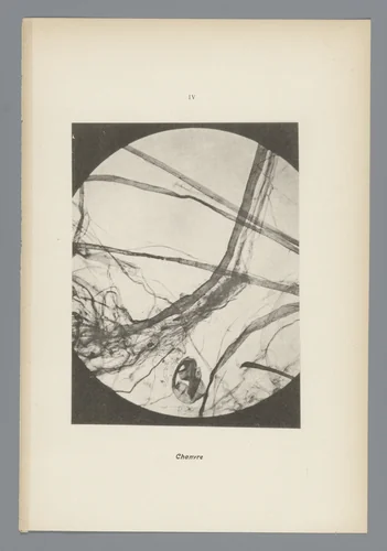Microfoto’s van papiervezels by anonymous, photograph, 1900