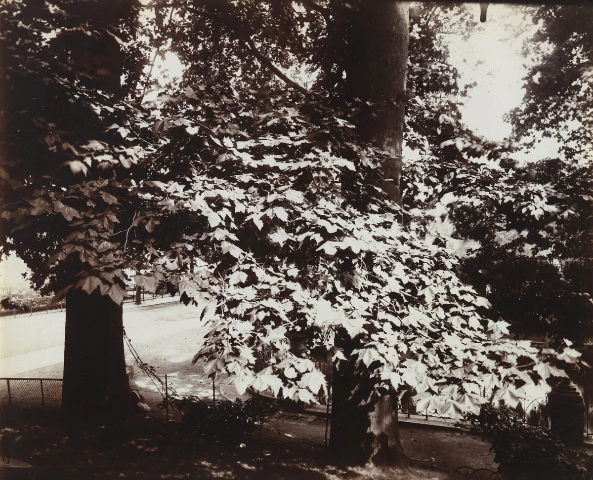 Platanes -- Luxembourg by Eugène Atget, photograph, 1900