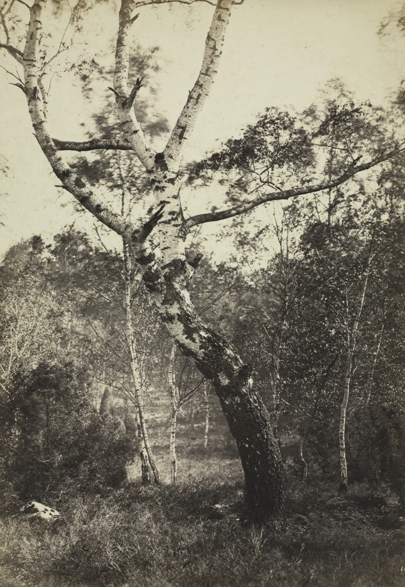 Study of a Birch Tree, Barbizon by Constant Alexandre Famin, photograph, 1860-1879