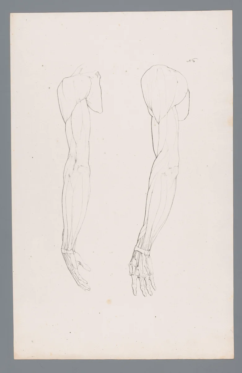 Twee anatomieën van een arm by L. Tilger, print, 1828-1830