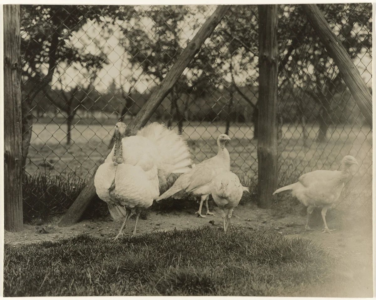 Vier kalkoenen by Richard Tepe, photograph, 1900-1940